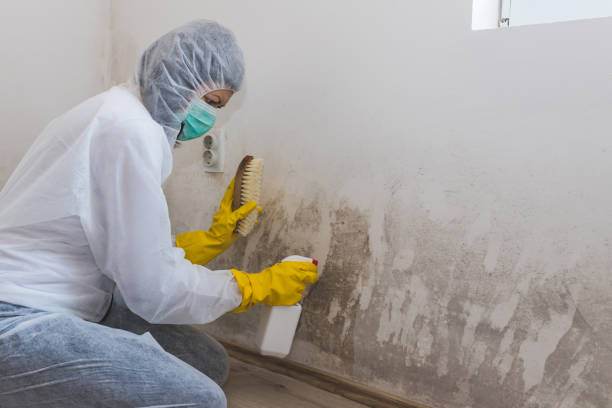 Trusted Kearns, UT Mold Inspection, Removal & Remediation Experts